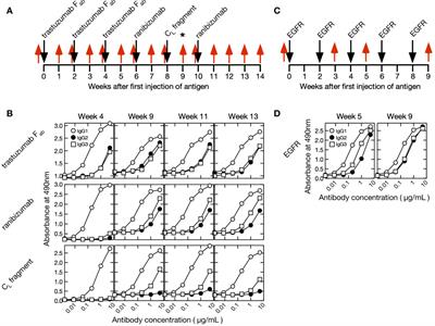 Prediction of antigen-responding VHH antibodies by tracking the evolution of antibody along the time course of immunization